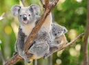 Австралийский коала