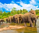 Группа слонов в воде, Шри-Ланка