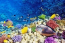 Кораллы и Рыбы, Красное Море, Египет