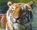 Бенгальский тигр в воде