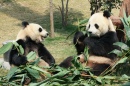 Две большие панды обедают