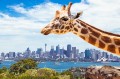 Жираф в зоопарке Сиднея