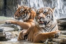 Тигры принимают ванну