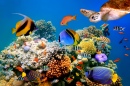 Тропические рыбы и черепахи на коралловом рифе