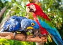 Пара красочных ара