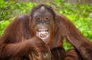 Портрет смеющегося орангутана