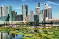 Лотосы и горизонт Сингапура