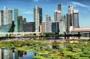 Лотосы и горизонт Сингапура