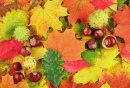 Осенние Листья и Каштаны