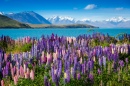 Горное озеро с цветущими люпинами