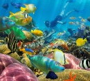 Коралловый Риф с Тропическими Рыбами