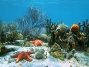 Морское дно с кораллами и морскими звездами