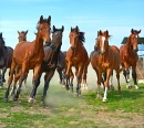 Стадо бегущих лошадей