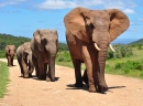 Прогулка африканских слонов