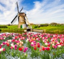 Тюльпаны в Голландии