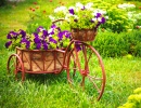 Старый велосипед с корзиной цветов