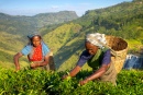 Сборщики чая на плантации, Шри-Ланка