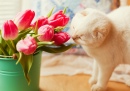 Розовые тюльпаны и белая кошка