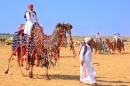 Катание на верблюдах в Джайсалмер, Индия