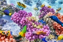 Кораллы и Тропические Рыбы