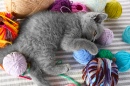 Серый котенок, цветная пряжа