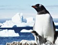 Папуанские пингвины мама и детеныш