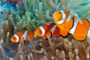 Рыбы-клоуны на мягком коралле