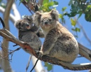 Дикие коалы в Виктории, Австралия