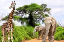 Жираф и слоны в Южной Африке