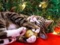 Рождественский кот