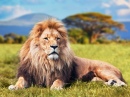 Большой Лев на траве Саванны