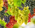 Виноград