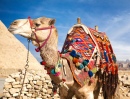 Верблюд в Египте