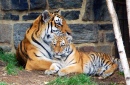 Пятимесячный тигренок с мамой