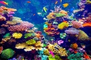 Коралловый риф и тропические рыбы