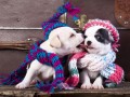 Щенки Чихуахуа