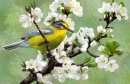 Желтая птица и цветы вишни