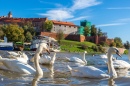 Лебеди у Вавельского замка, Польша