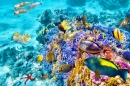 Красивый подводный мир