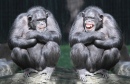 Веселые шимпанзе