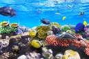 Кораллы и рыбы, Красное море, Египет