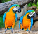 Красочные ара