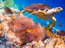 Черепаха бисса над коралловым рифом