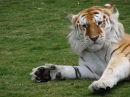 Тигр в Дримворлде