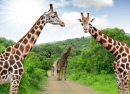 Жирафы в национальном парке Крюгера