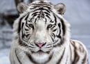 Лицом к лицу с белым тигром