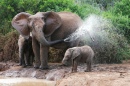 Африканские слоны - мама и малыш