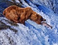Медведь Гризли в национальном парке Катмай, Аляска