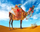 Красочный верблюд