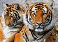 Тигровый портрет